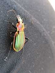 Chrysocarabus