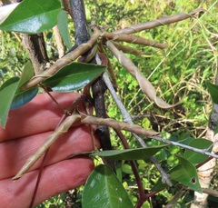 Macrotyloma axillare