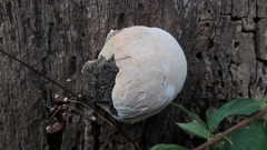 Fungi