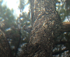 Melanerpes uropygialis