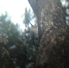 Melanerpes uropygialis