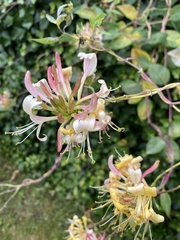 Lonicera caprifolium