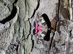 Catocala sponsa