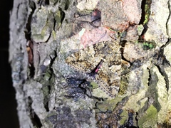 Catocala sponsa