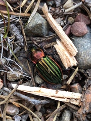 Carabus nitens