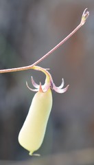Crotalaria rotundifolia