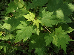 Acer ukurunduense