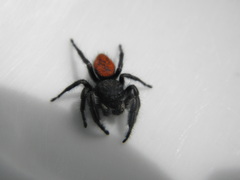 Phidippus johnsoni