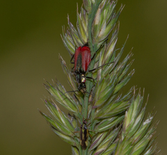 Malachius aeneus