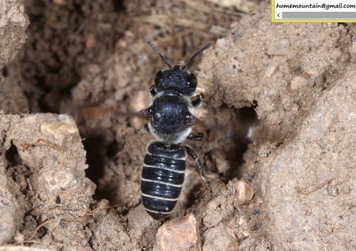 Megachile spissula