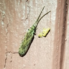 Tenomerga cinerea