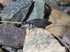 Epicauta murina