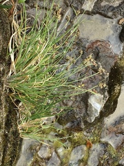 Carex bicolor