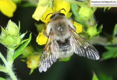 Bombus picipes