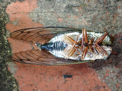 Massospora