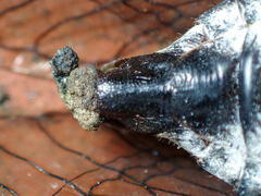 Massospora
