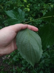 Cornus sanguinea
