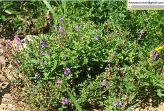 Scutellaria scordifolia