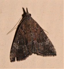 Hypena vetustalis
