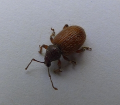 Otiorhynchus indefinitus