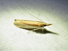 Tampa dimediatella