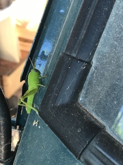 Anacridium aegyptium