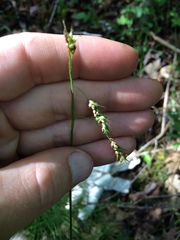 Carex castanea