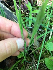 Carex castanea