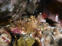 Abietinaria