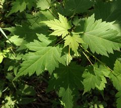 Acer ukurunduense