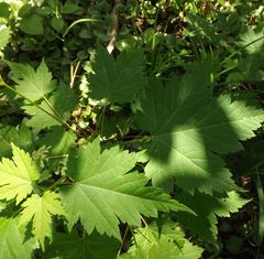 Acer ukurunduense