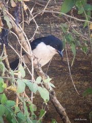 Laniarius sublacteus