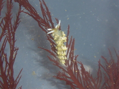 Diaphoreolis flavovulta