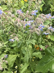 Borago officinalis