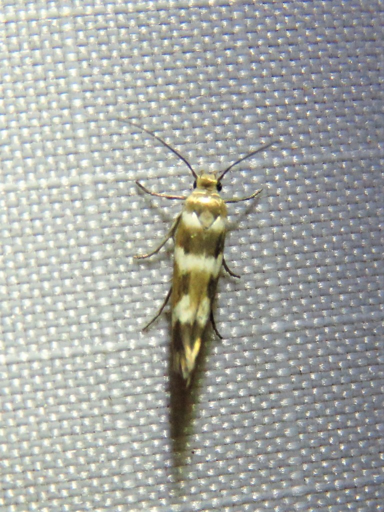 Scythris
