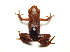 Andinobates cassidyhornae