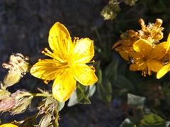 Hypericum richeri