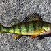 Yellow Perch - Photo (c) Justin, some rights reserved (CC BY-NC), uploaded by Justin