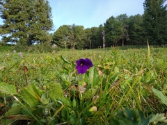 Viola altaica