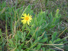 Senecio selloi