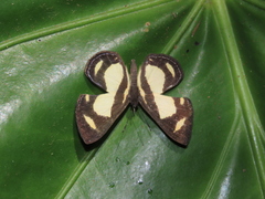 Baeotis nesaea