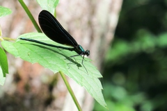 Calopteryx maculata