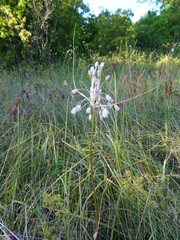 Allium podolicum