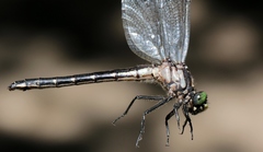 Hylogomphus adelphus