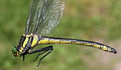 Hagenius brevistylus