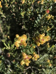 Penaea mucronata