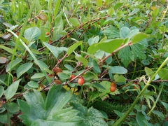 Cotoneaster uniflorus