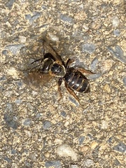 Halictus