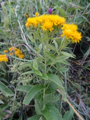 Pentanema germanicum