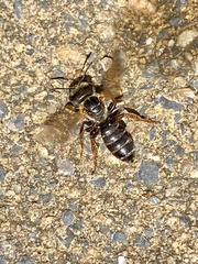 Halictus